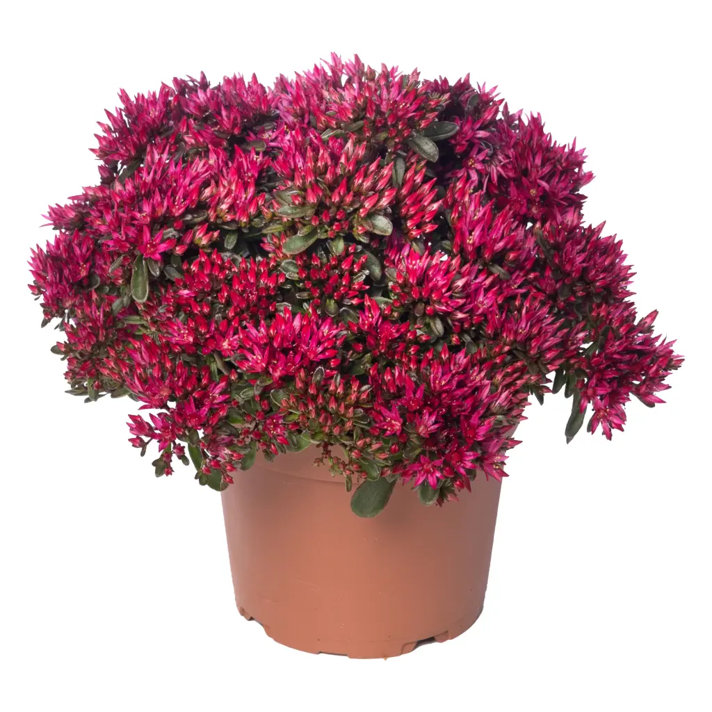 Kikkahari valik P13 FloraLino