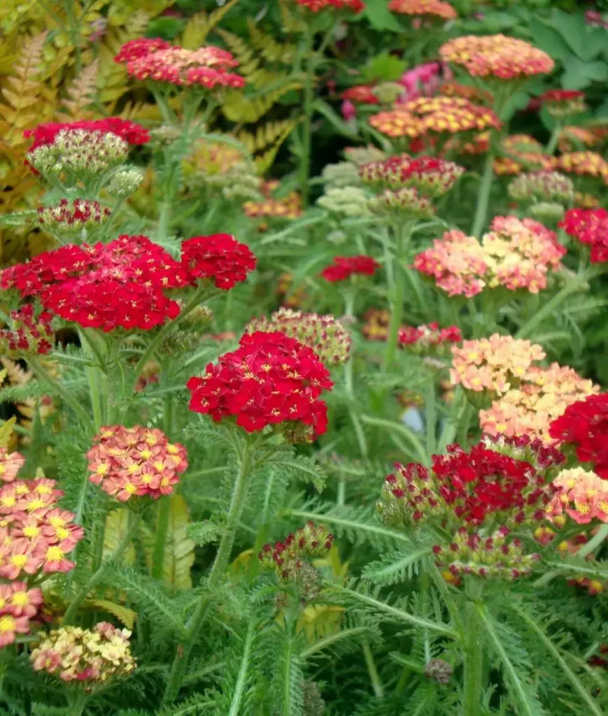 Raudrohi P19 FloraLino