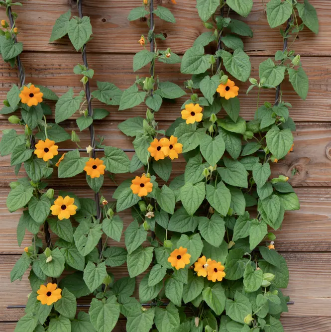Tunbergia Susanna altkastmisega P27cm 