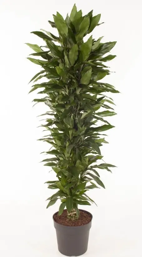 Lõhnav draakonipuu 'Janet Lind' P27/180cm
