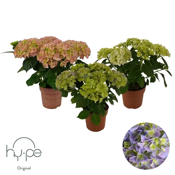 Suureleh. hortensia P13cm 3v