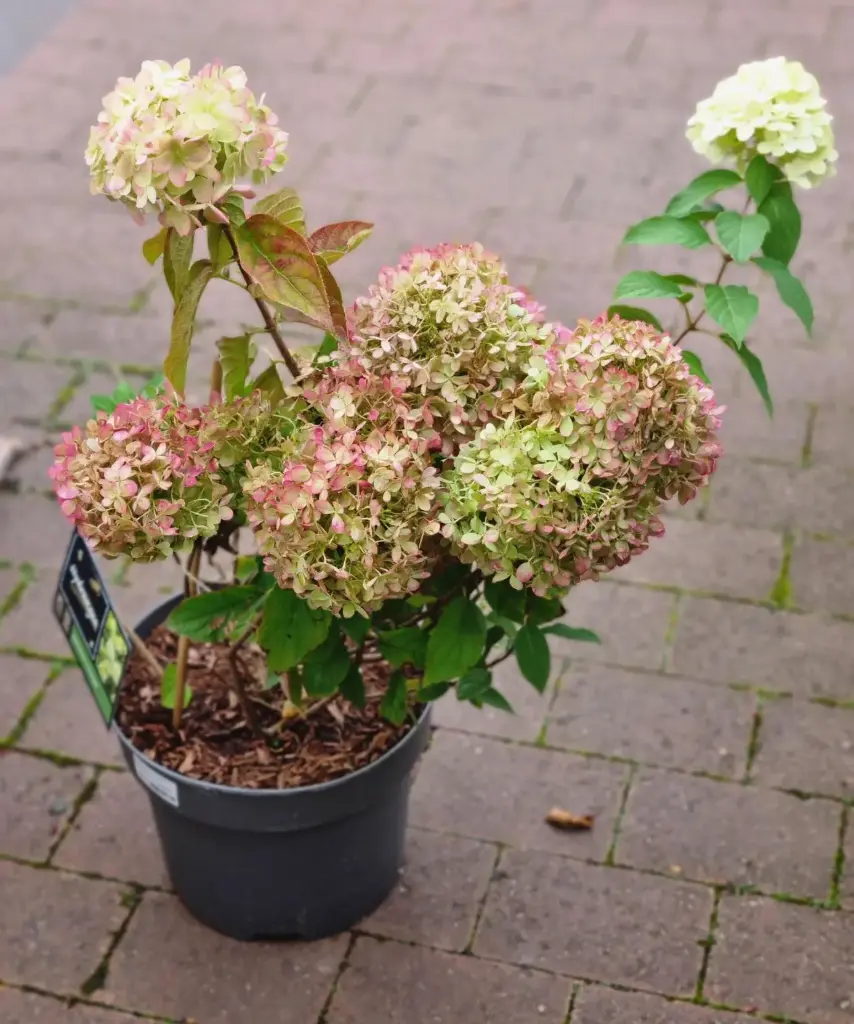 Aedhortensia 'Limelight' C5