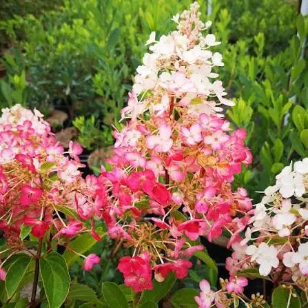 Aedhortensia 'Pinky Winky' C5