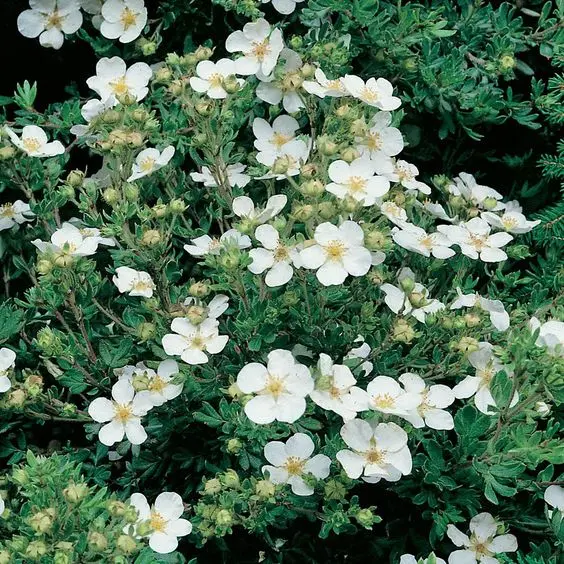 Maran 'Abbotswood' C3