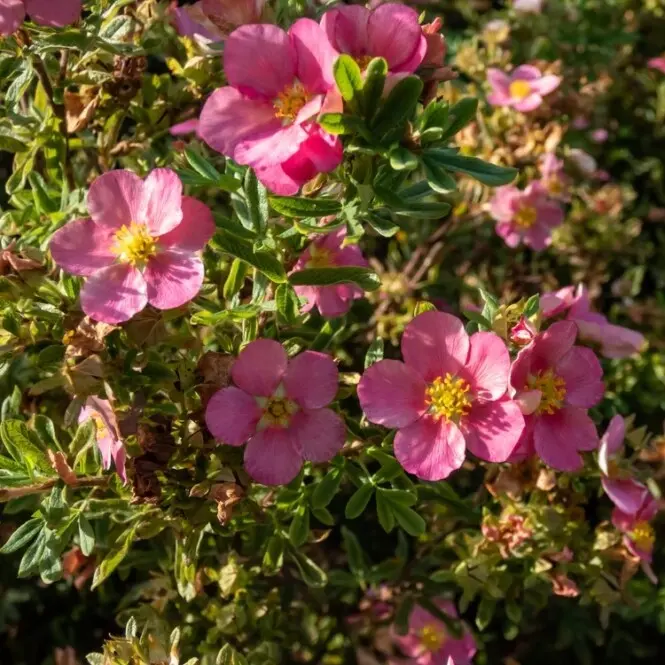 Maran 'Belissima' C3