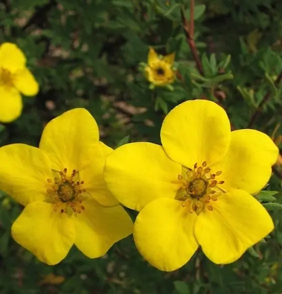 Maran 'Goldstar' C3