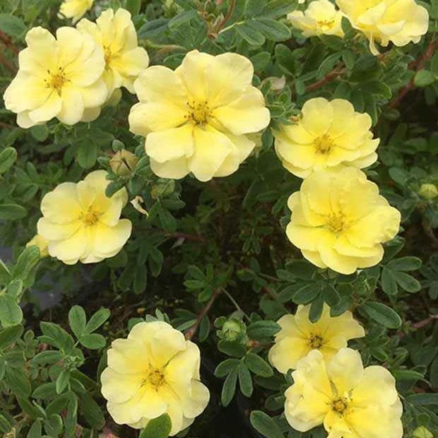 Maran 'Lemon Meringue' C2