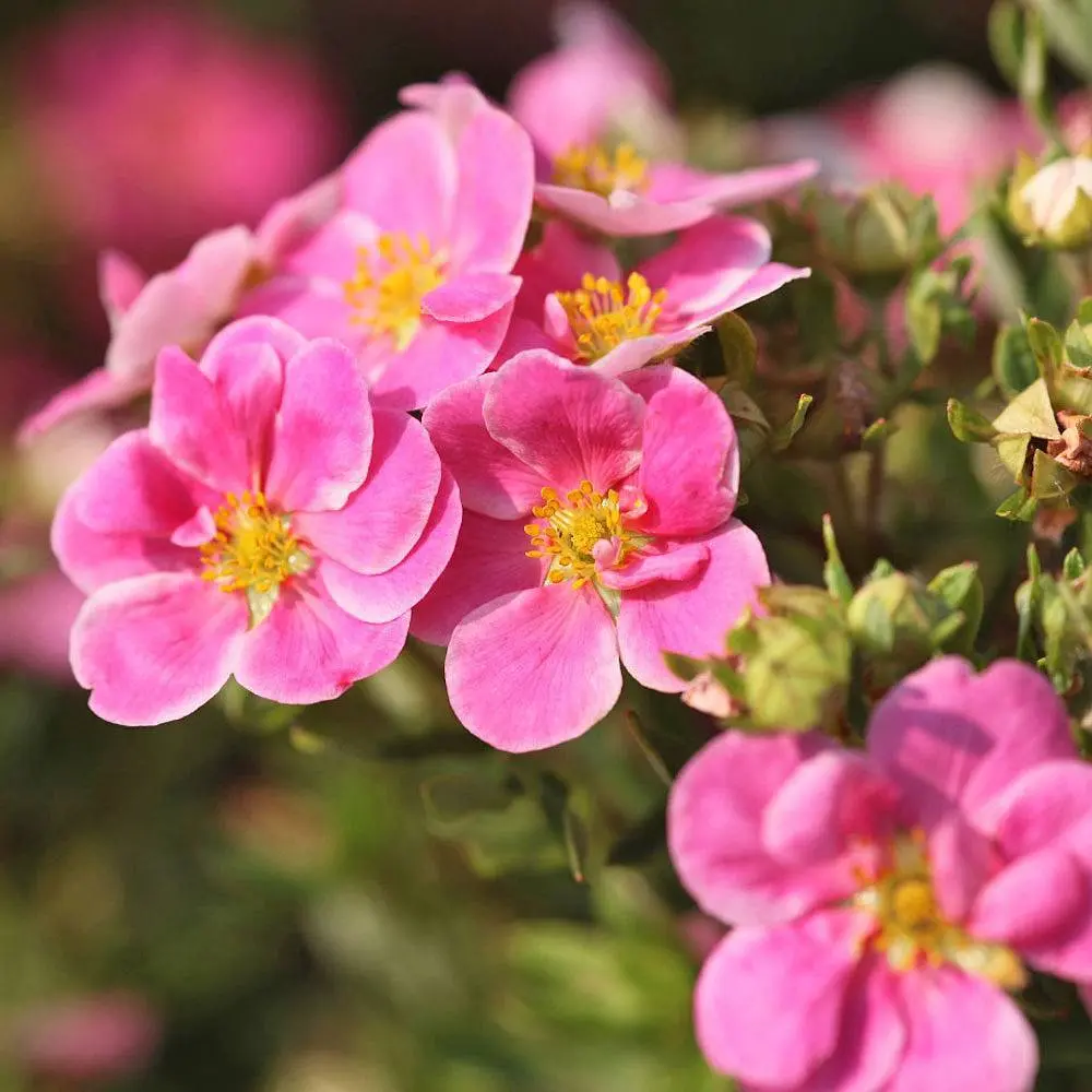 Maran 'Pink Pardise' C3