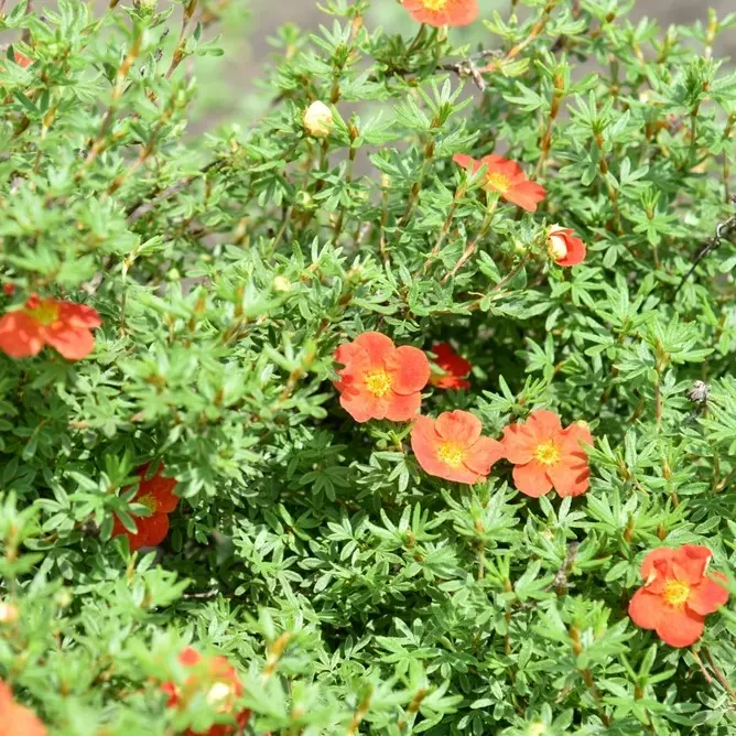 Maran 'Red Joker' C2