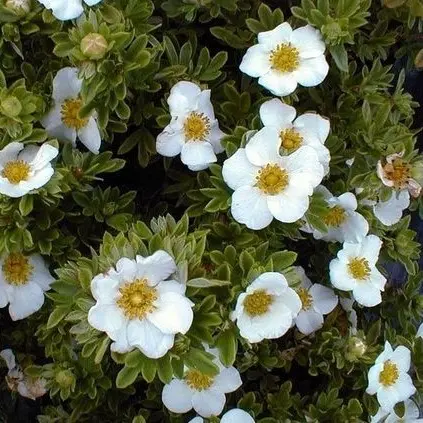 Maran 'Tilford Cream' C2