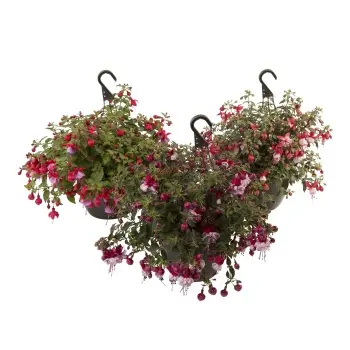 Fuksia ampel P30cm 