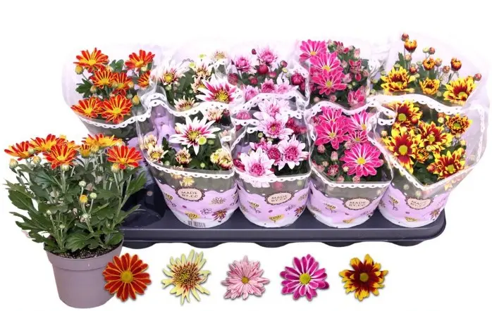 Potikrüsanteem Bicolor mix P12/25cm 