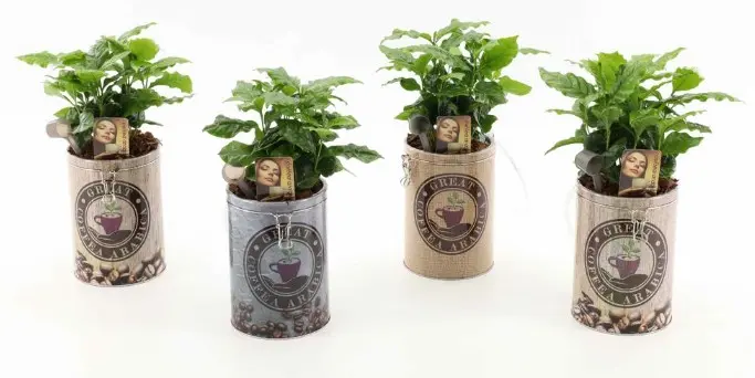 Kohvipuu Arabica tassis P12/30cm 