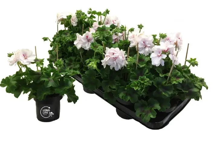 Suureõieline pelargoon Double white
