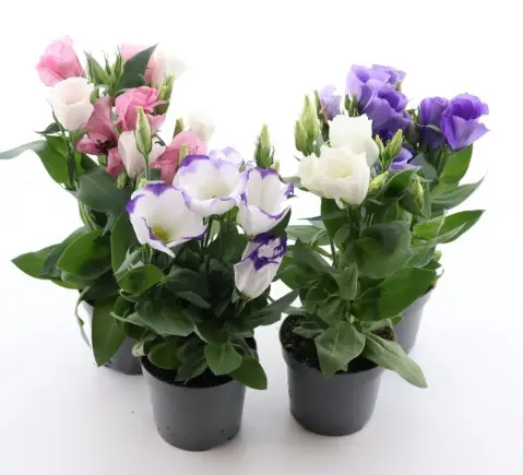 Preeriakell potis valik P120/30cm 