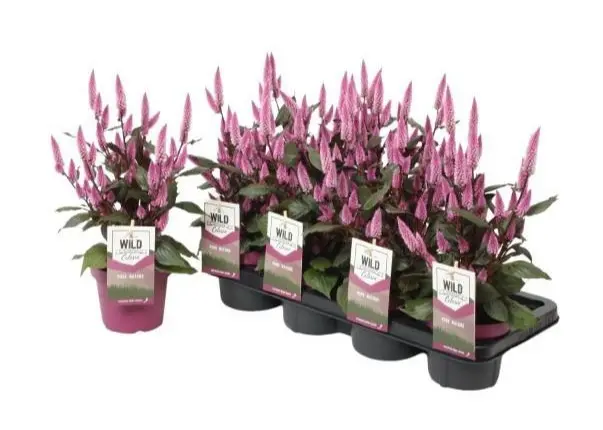 Mätashari Wild Pink P14cm 