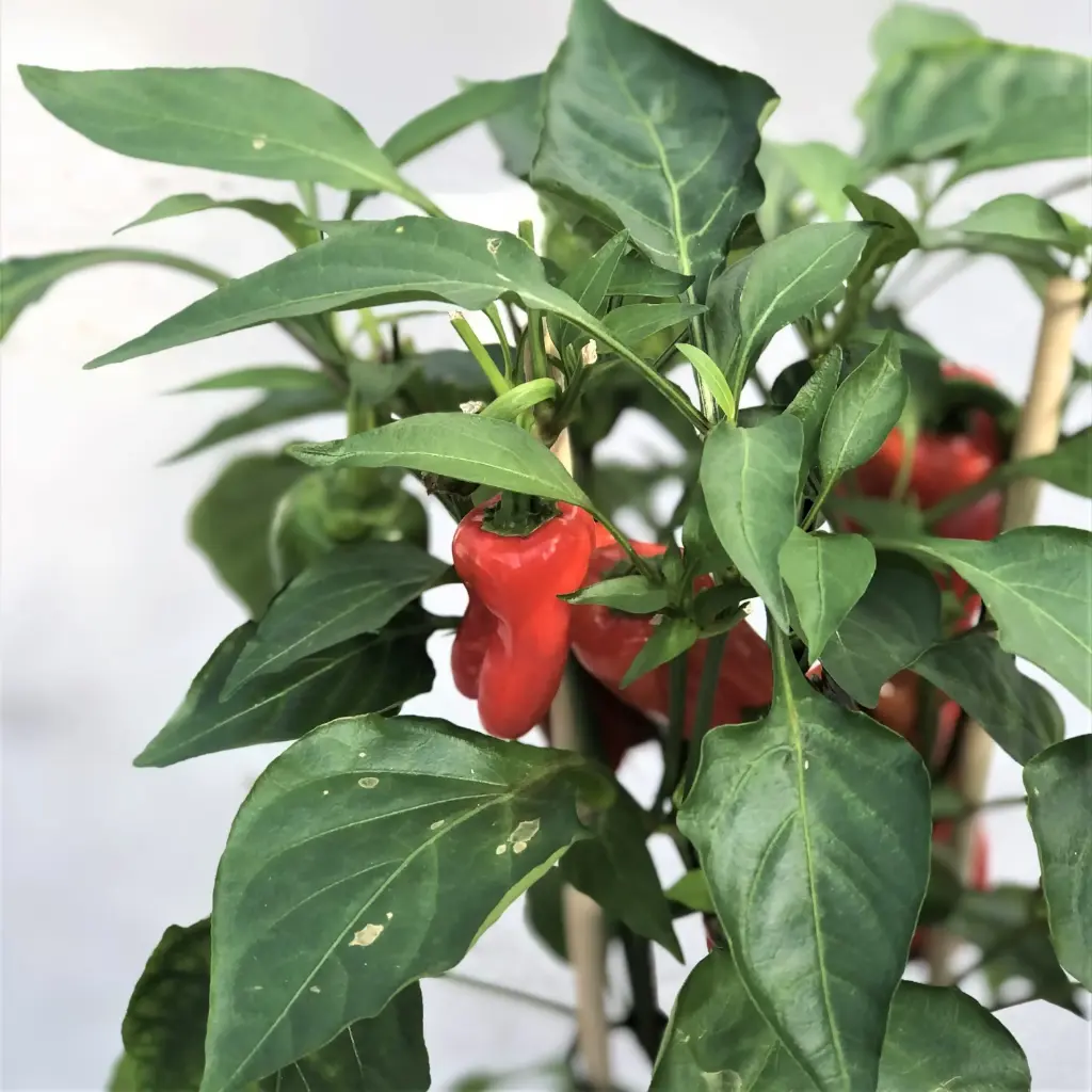 Paprika valik P12 