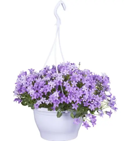 Calpetuunia ampel P25cm