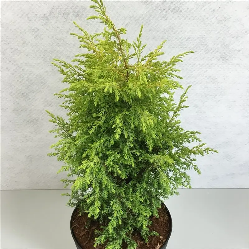 Harilik kadakas 'Gold Cone' C2,5/25-30CM