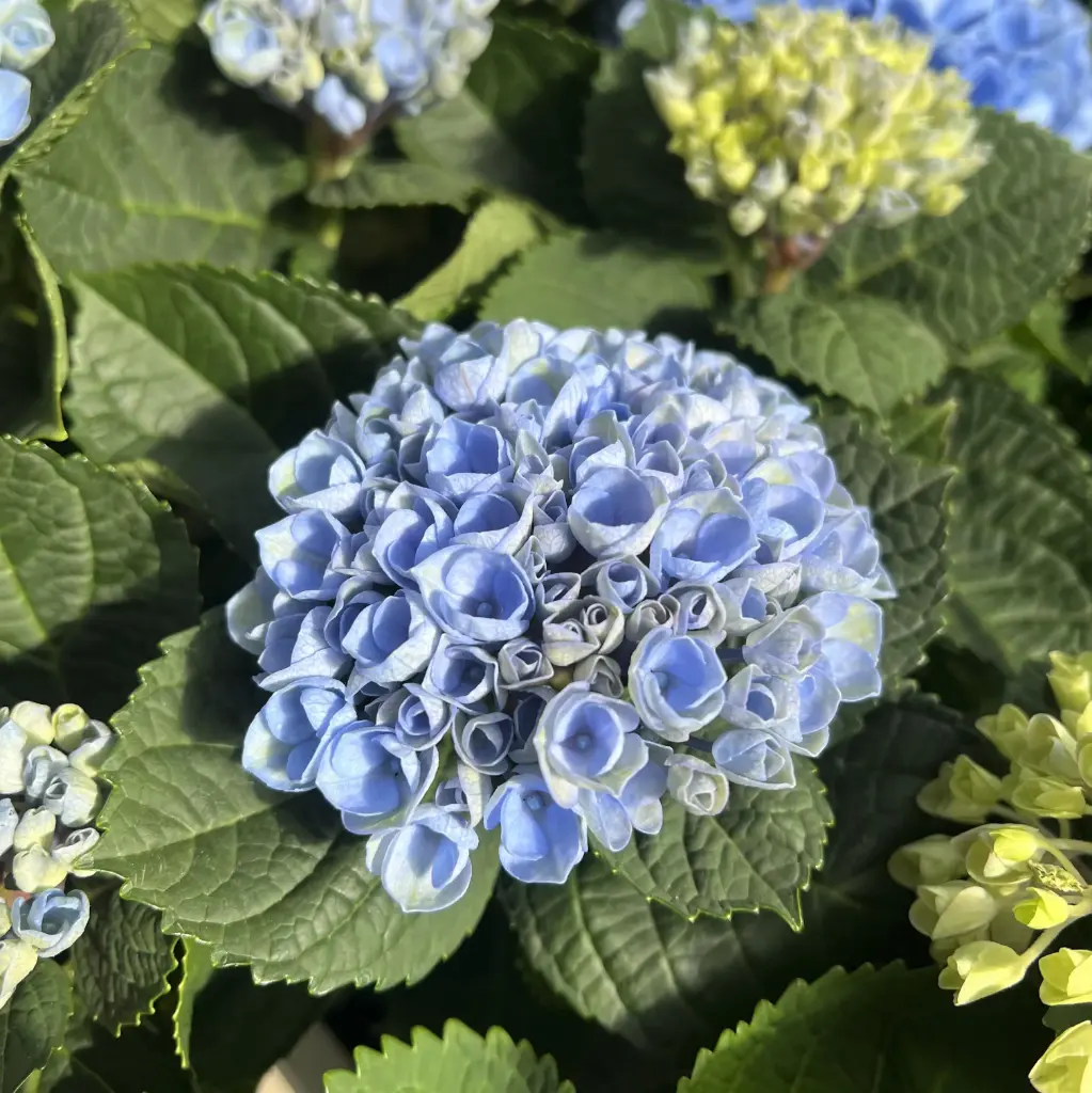 Suurelehine hortensia ampel P27