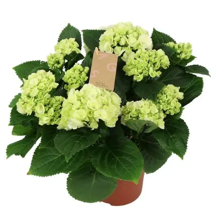 Suurelehine hortensia P24/30cm 