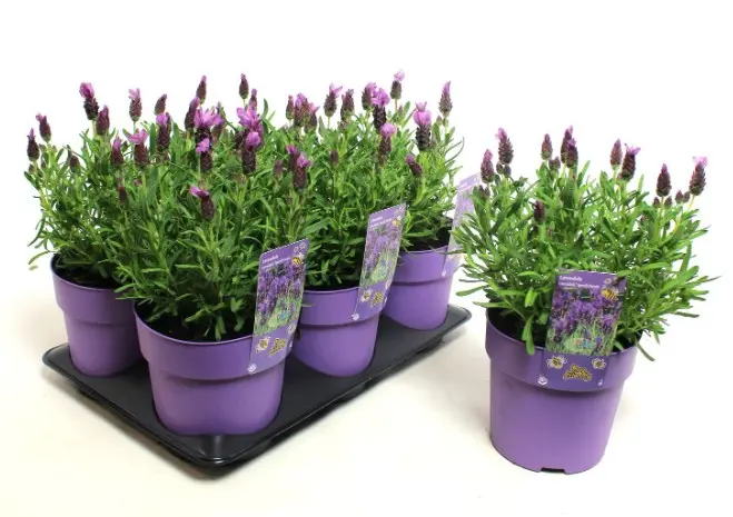 Prantsuse lavendel Fantasy Early Pink P12/30cm 