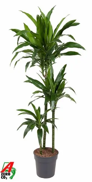 Lõhnav draakonipuu Janet Craig 24Ø 150cm 3v