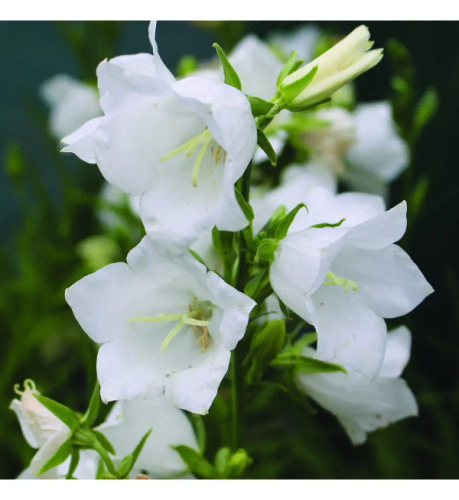 Suureõiene kellukas 'Takion White' P15/ 70cm