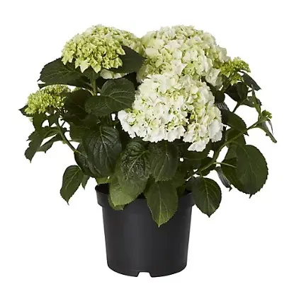 Hortensia P30/45cm (valge) 