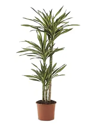 Dracaena Riki 90-60-30 P24/130cm 3pp 