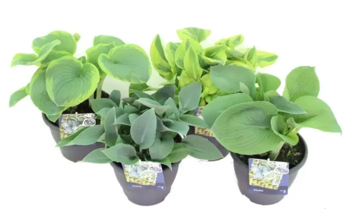 Hosta valik P13/25cm
