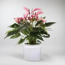 Flamingolill 'Vulcano' P12/35cm