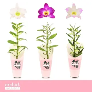 Dendroobium (H. puuõis) valik P12/50cm 2v