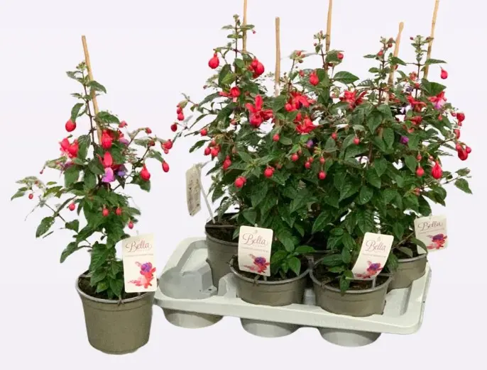 Fuksia püstine Bella P19/30cm