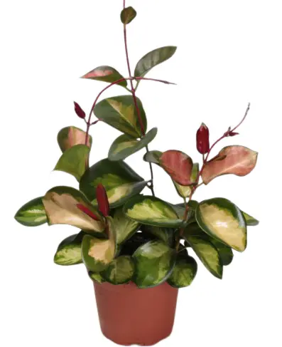 Harilik vahalill Tricolor P14/27cm