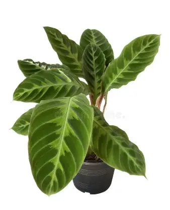 Kostariika vöötlehik P17/60cm