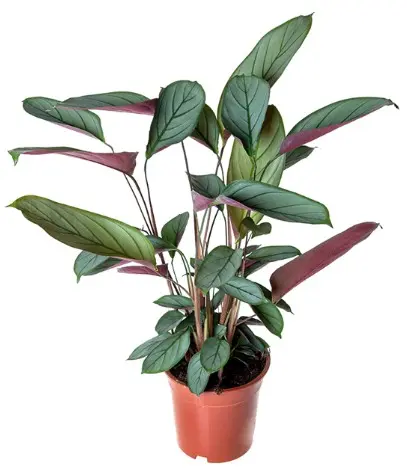 Harjas-sugalill  P14/40cm