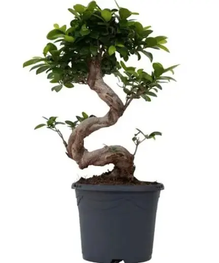 Väikeseviljaline viigipuu'Ginseng' S-type P40/140cm