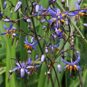 Dianell Coolvista P17/30cm