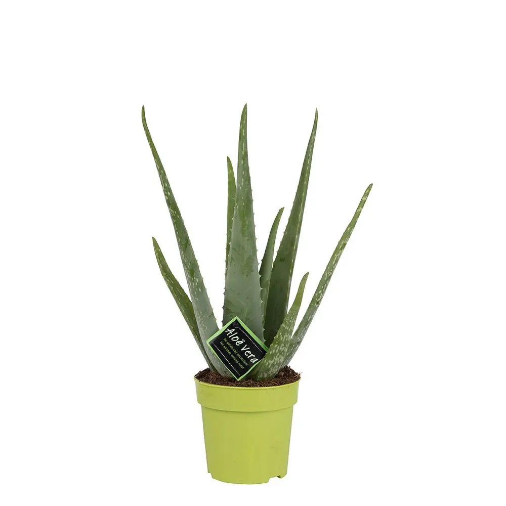 Aloe Medivera valik P14/30cm