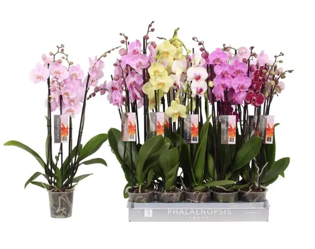 Kuuking mix 4v P12/60cm