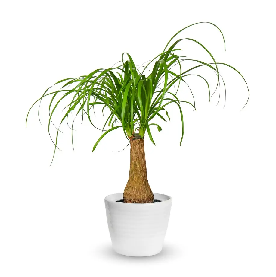 Käändbokarna tüvel P17/60cm