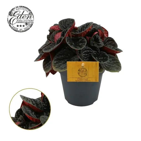 Keerdlehine peperoomia Chocolat P12/20cm