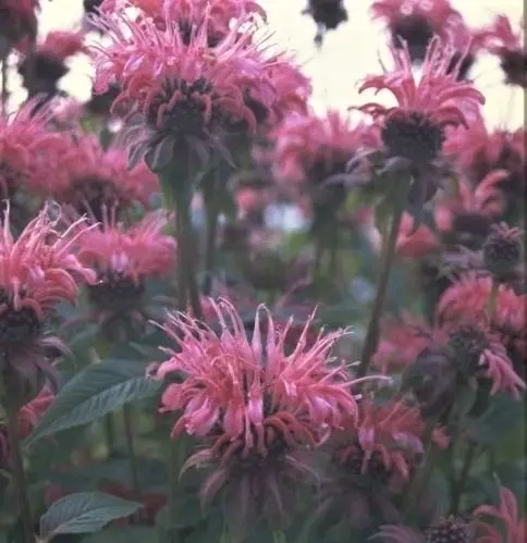 Monarda C2