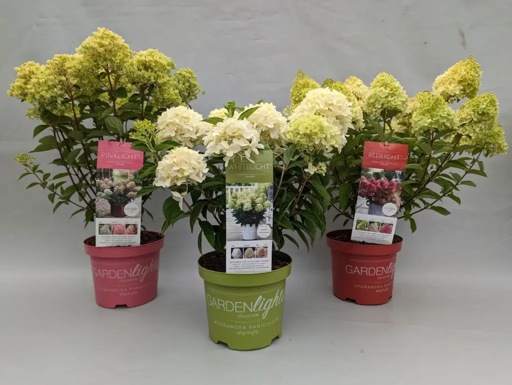 Aedhortensia 'Gardenlight' valik C5/55cm