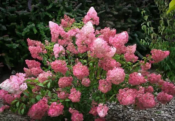 Aedhortensia 'Sundea Fraise' C7,5/65cm