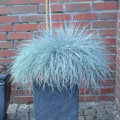 Hall aruhein 'Intens Blue' P23/45cm