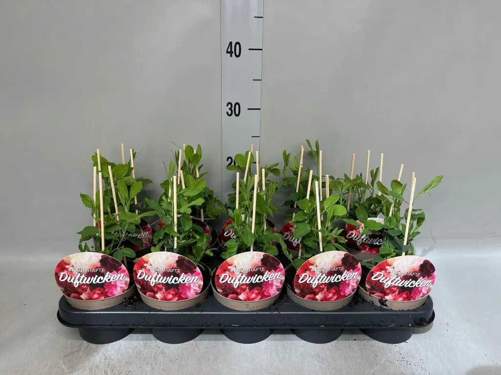 Lillhernes 'Cherry Cupid' P12/25cm