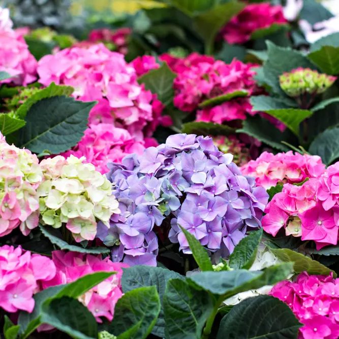 Suurelehine hortensia valik P10cm