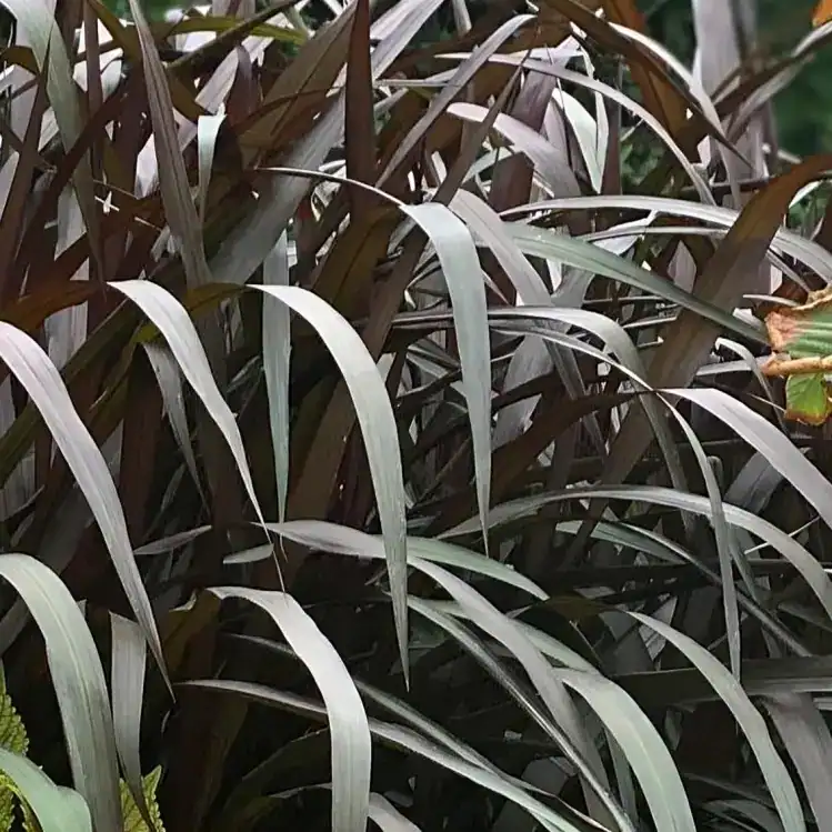 Purpur-hiidhirss P17/70cm